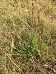 Dianella longifolia
