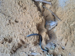 Typhlopidae