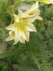 Gladiolus tristis