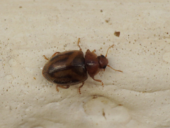 Rhyzobius chrysomeloides