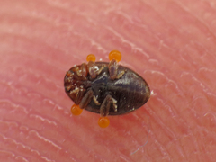 Rhyzobius chrysomeloides