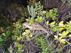 Bradypodion ventrale