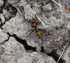 Camponotus rosariensis