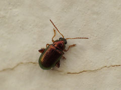 Crepidodera aurata