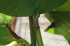 Anolis quercorum