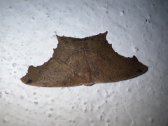 Eutomopepla