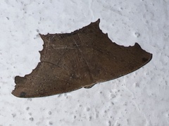 Eutomopepla