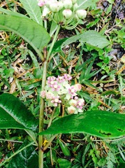 Asclepias ovata
