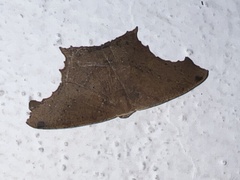 Eutomopepla