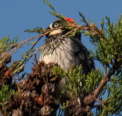 Melanerpes formicivorus