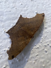 Eutomopepla