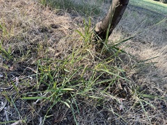Dianella amoena