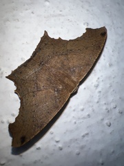 Eutomopepla