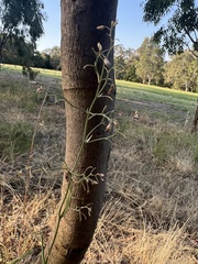 Dianella amoena