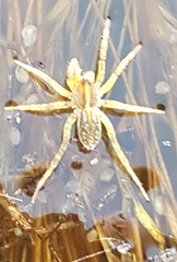 Dolomedes facetus