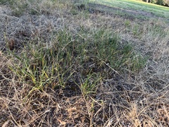 Dianella amoena