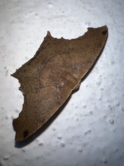 Eutomopepla