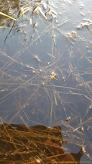 Dolomedes facetus