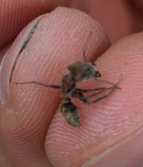 Camponotus rosariensis