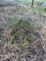 Dianella amoena