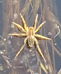 Dolomedes facetus