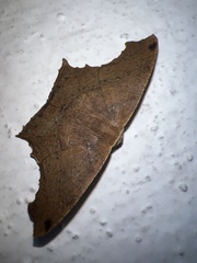 Eutomopepla