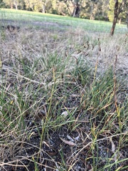 Dianella amoena