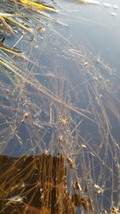 Dolomedes facetus