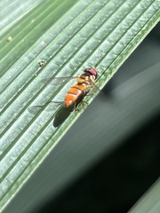 Episyrphus