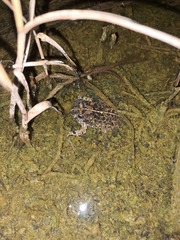 Tomopterna delalandii