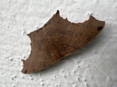 Eutomopepla