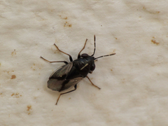 Geocoris lineolus