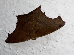 Eutomopepla