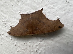Eutomopepla