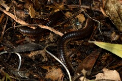 Pachyiulus flavipes