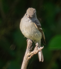 Empidonax hammondii