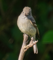Empidonax hammondii