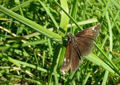Heteropterus morpheus