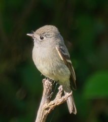 Empidonax hammondii