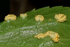 Puccinia smyrnii