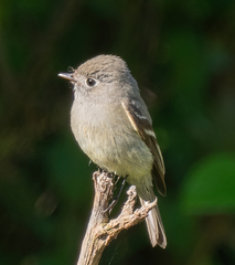Empidonax hammondii