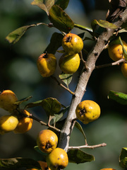 Crataegus mexicana