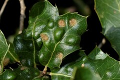 Aceria quercina