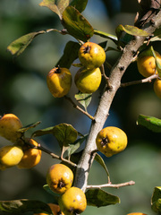 Crataegus mexicana