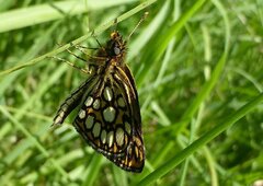 Heteropterus morpheus