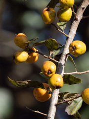 Crataegus mexicana