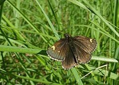 Heteropterus morpheus