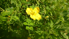 Chelidonium asiaticum