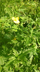 Chelidonium asiaticum