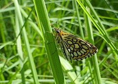 Heteropterus morpheus